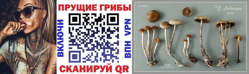 Галлюциногенные грибы мухоморы Карачев